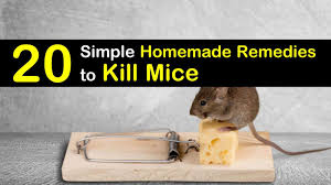 20 simple homemade remes to kill mice
