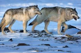 Wolves howl to communicate with other members of the pack. Army Apologizes After Nova Scotia Residents Receive Fake Letter Warning Of Wolves Saanich News