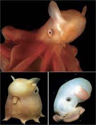 A Very Rare Bioluminescent Deep Sea Creature Called Dumbo Octopus This Lovely Creature Gets Its Name For Its Likeness To Weird Animals Ocean Creatures Animals