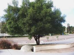 But this is not a perfect tree. Photo African Sumac Rhus Lancea Shade Trees Desert Shade Sumac Tree