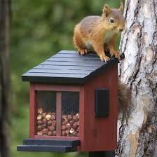 See more ideas about bathrooms remodel, bathroom design, small bathroom. Squirrel Feeder The Blue Door