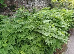 Image result for Sorbaria