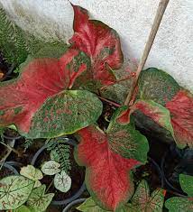 คาถาบูชาท้าวหิรัญพนาสูรย์ (ฮู ) จุดธูป 5 ดอก ระหินะ ภูมาสี ภะสะติ นิรันตะรัง ลาภะสุขัง. à¹€à¸— à¸²à¸« à¸£ à¸à¸žà¸™à¸²à¸ª à¸£ à¸£à¸§à¸¡à¸ž à¸™à¸˜ à¹„à¸¡ à¸— à¸ªà¸§à¸™à¸£ à¸¡à¸„à¸¥à¸­à¸‡ Facebook