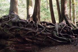 On the national park system sequoia page i found out that the coast redwood environment recycles naturally; Facebook