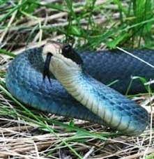 Blue Racer Snake Facts Snake Pet Snake