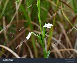 Image result for Striga