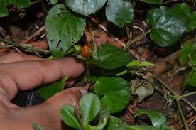 Image result for Geophila repens