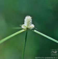 Image result for Kyllinga odorata