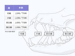 犬のオーラルケア | ウェブマガジン ペットと、ずっと。-ユニ・チャーム ペット
