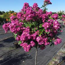 If a tree is available in both sizes, it will be noted in the product descriptions. Weeping Standard Roses