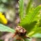 Bug Discovery Walk and Bee Abode Workshop