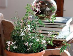 Night blooming jasmine (cestrum nocturnum) is one of the strongest, most delectable flower scents you buy night blooming jasmine (raat rani) healthiest plant online at affordable price, night 13 best fragrant indoor plants. Making Scents Of Houseplants Finegardening