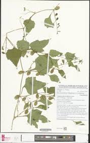 Image result for Cayaponia africana