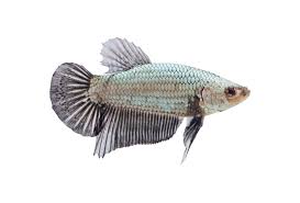 Betta fish are among the most popular freshwater fish around. Male Black Platinum Dragon Bettas For Sale Petco