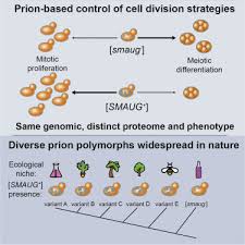 You can see how to get to cactus jack's auto apache junction on our website. Widespread Prion Based Control Of Growth And Differentiation Strategies In Saccharomyces Cerevisiae Sciencedirect