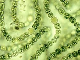 Domain Bacteria Diagram Quizlet