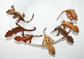 Crested Gecko Morph Madness
