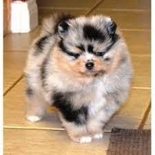Pomeranian Breeder In California Pomeranian Puppy Pomeranian Breeders Puppies