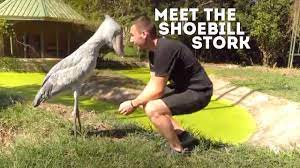 Meet The Shoebill Stork (Balaeniceps Rex) | Drive 4 Wildlife - YouTube