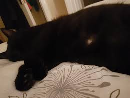 Here's the place to show off your cat bellies! My Cat Has A Small Bald Spot On His Belly Anyone Come Across His Before Cats