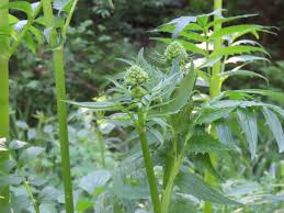 Image result for Valeriana