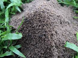 When the ant hill stays uninterrupted, the colony tends to grow very fast, and the queens can spread in your compound to. How To Get Rid Of Fire Ants From Your Lawn Or Garden C A Landscape