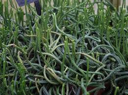 Image result for Crassula alsinoides