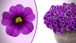 Shop plants, bulbs & seeds and a variety of lawn & garden products online at lowes.com. Proven Winners