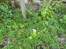 Image result for Gomphocarpus tenuifolius