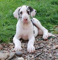 Akc harlequin great dane puppies for sale. Great Dane Puppies For Sale Near Me Home Facebook