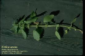 Image result for Urtica urens