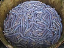 Check spelling or type a new query. Why Some Animals Have Blue Green Or Purple Blood Vox