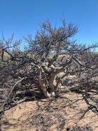 Image result for Brachystegia utilis × microphylla