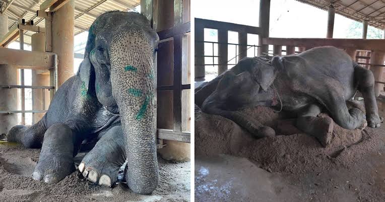 Exhausted Elephant Was Finally Rescued From The Place Where She Was Forced  To Work 80 Years | Bored Panda
