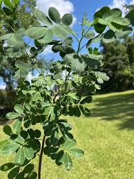 Image result for Cassia thyrsoidea