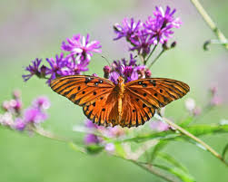 Image result for Vernonia turbinella