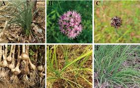 Image result for Huaceae