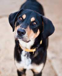 Click here to view dogs in maine for adoption. Dogs And Cats Available To Adopt At Aws In Kennebunk Maine