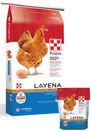 6 Milestones Of Chicken Growth Stages Purina Animal Nutrition