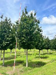 Image result for Pearsonia cajanifolia