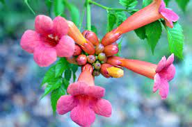 Browse our collection and find colorful perennials for your usda hardiness zone 5 garden. Zone 5 Vine Varieties What Are The Best Vines For Zone 5 Gardens