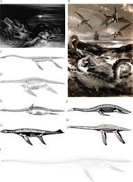 Body reconstruction and size estimation of plesiosaurs | bioRxiv