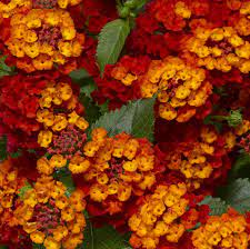 Lantana Pictures National Garden Bureau Lantana Pollinator Garden Trees To Plant