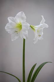 Image result for Hippeastrum sp. cultivars