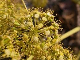 Image result for Steganotaenia araliacea