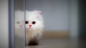 Find your perfect desktop wallpaper for your pc or laptop! Cute Hd Desktop Wallpapers