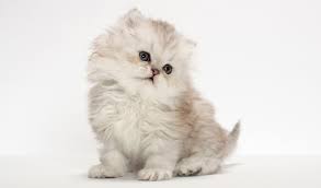 Teacup kitten breeder specializing in doll faced chinchilla, white, and silver teacup persian kittens. Persian Cat Breed Information