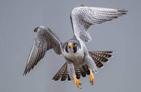 Peregrine Falcon Facts | Falco peregrinus