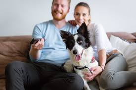$14.25 /hr post a job for free today! Find Dog Boarding Dog Walking Services Near Me Digs For Dogs