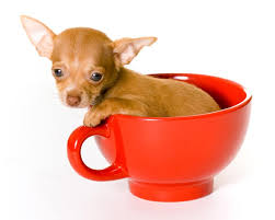 Home of the unique applehead dollface chihuahua. Miniature Teacup Chihuahua Facts And Photos Lovetoknow